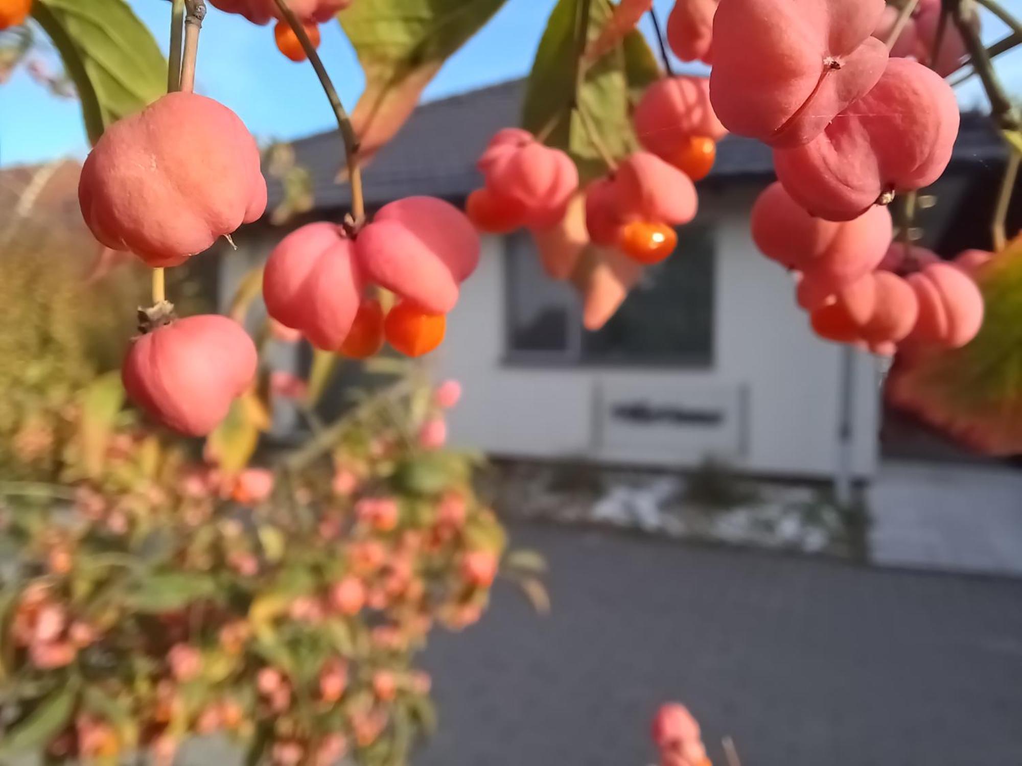 Villa Vamus Vendeg- Es Rendezvenyhaz Vámosszabadi المظهر الخارجي الصورة
